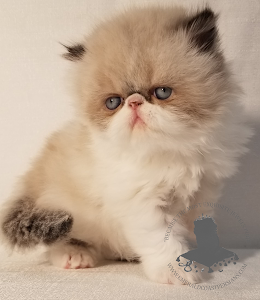 Emerald Coast Persians place picture