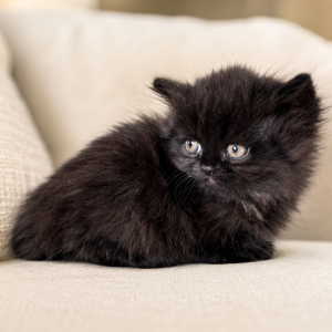 Pounce